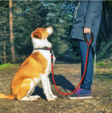 Reflective Nylon Dog Leash: Safe & Comfortable Walks - Pawfect Nest