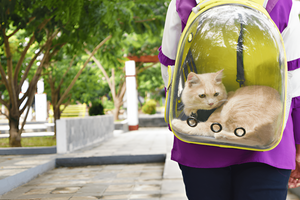 Traveling Safely with Your Pet