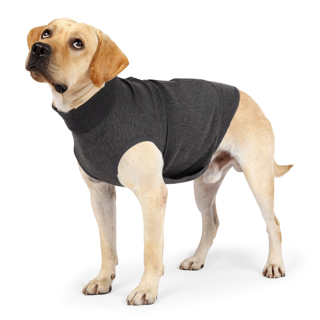 Pet Cotton Polyester Comfort Double Layer Jacket Clothing