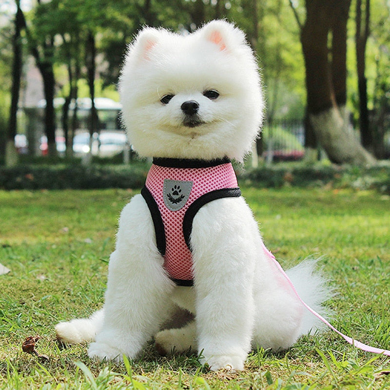 Pet Car Seat Belt Safety Leash Travel Restraint Tool