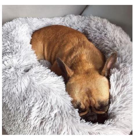 Pet Bed With Custom Box Comfortable Sleeping Nest