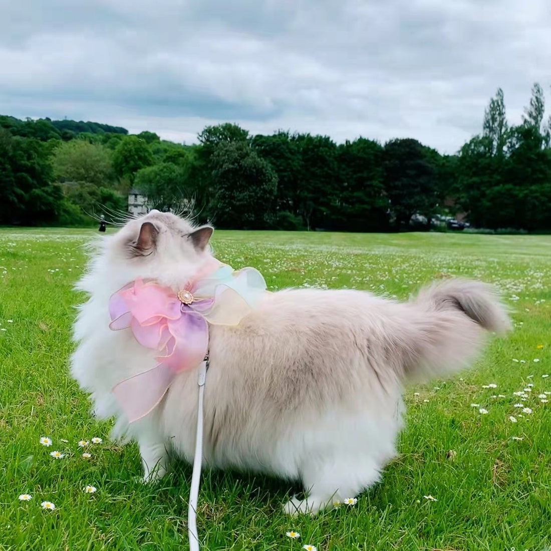 Pet Butterfly Retractable Leash Anti Escape Walking Lead