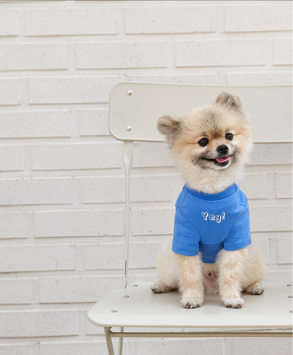 Pet Cotton Short Sleeve T-Shirt Korean Style Color Print Apparel